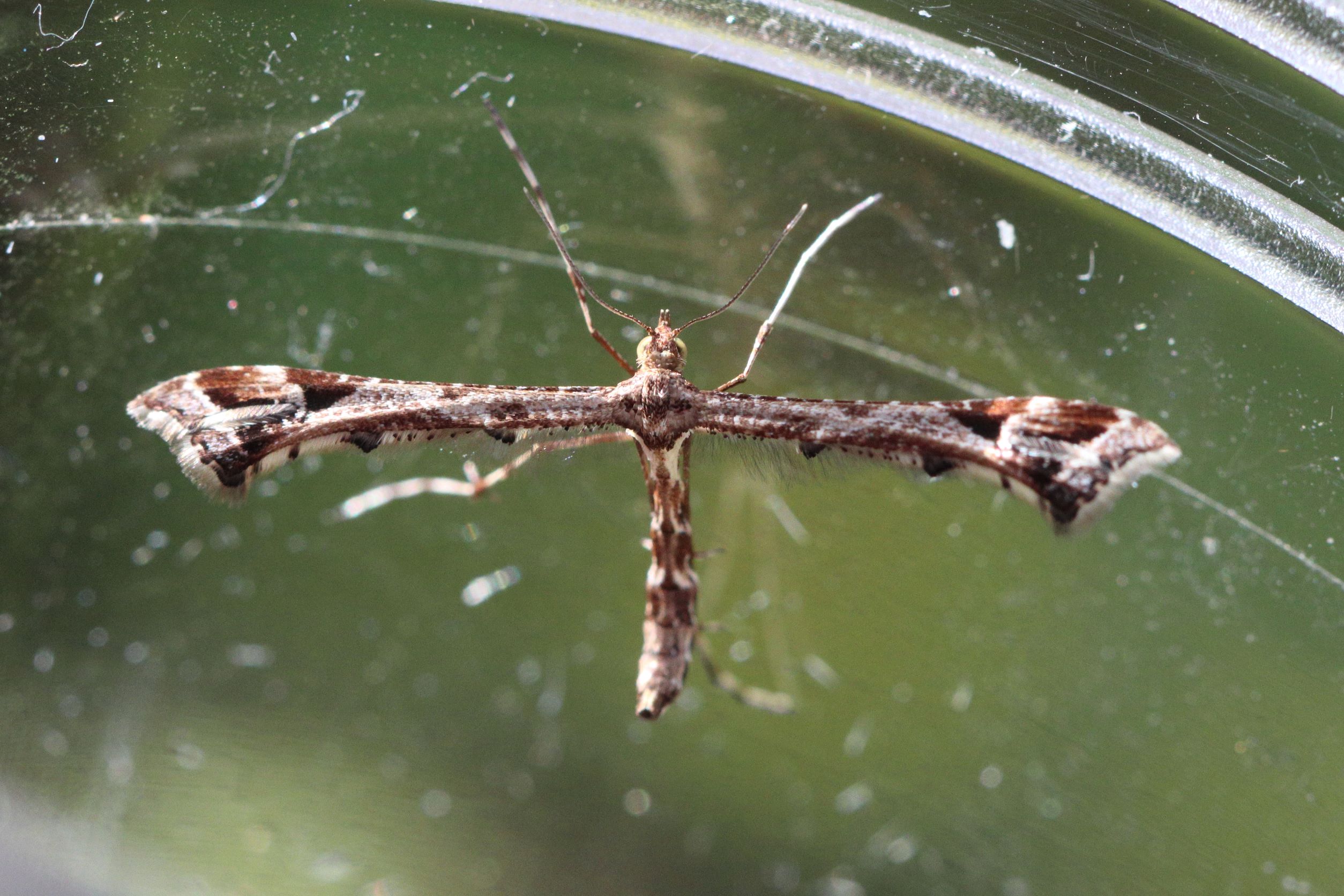 Photo of Beautiful Plume (Amblyptilia acanthadactyla)